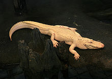 albino alligator