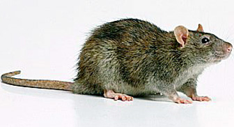 Norway Rat
