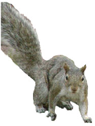 grey squirrel removal
