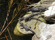 alligator babies