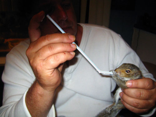 baby squirrel feeding